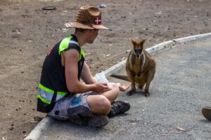 syedny kangaroo